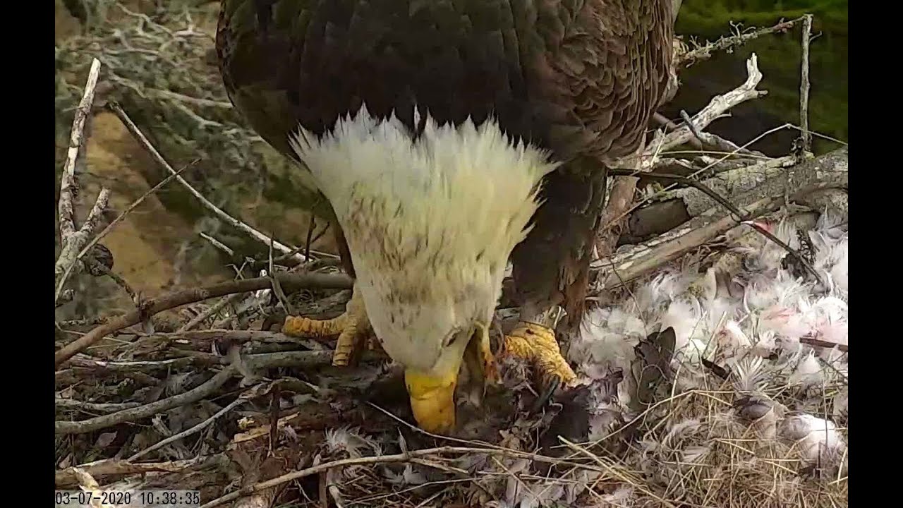 Dinner at Sauces Eagles 07 March 2020 YouTube