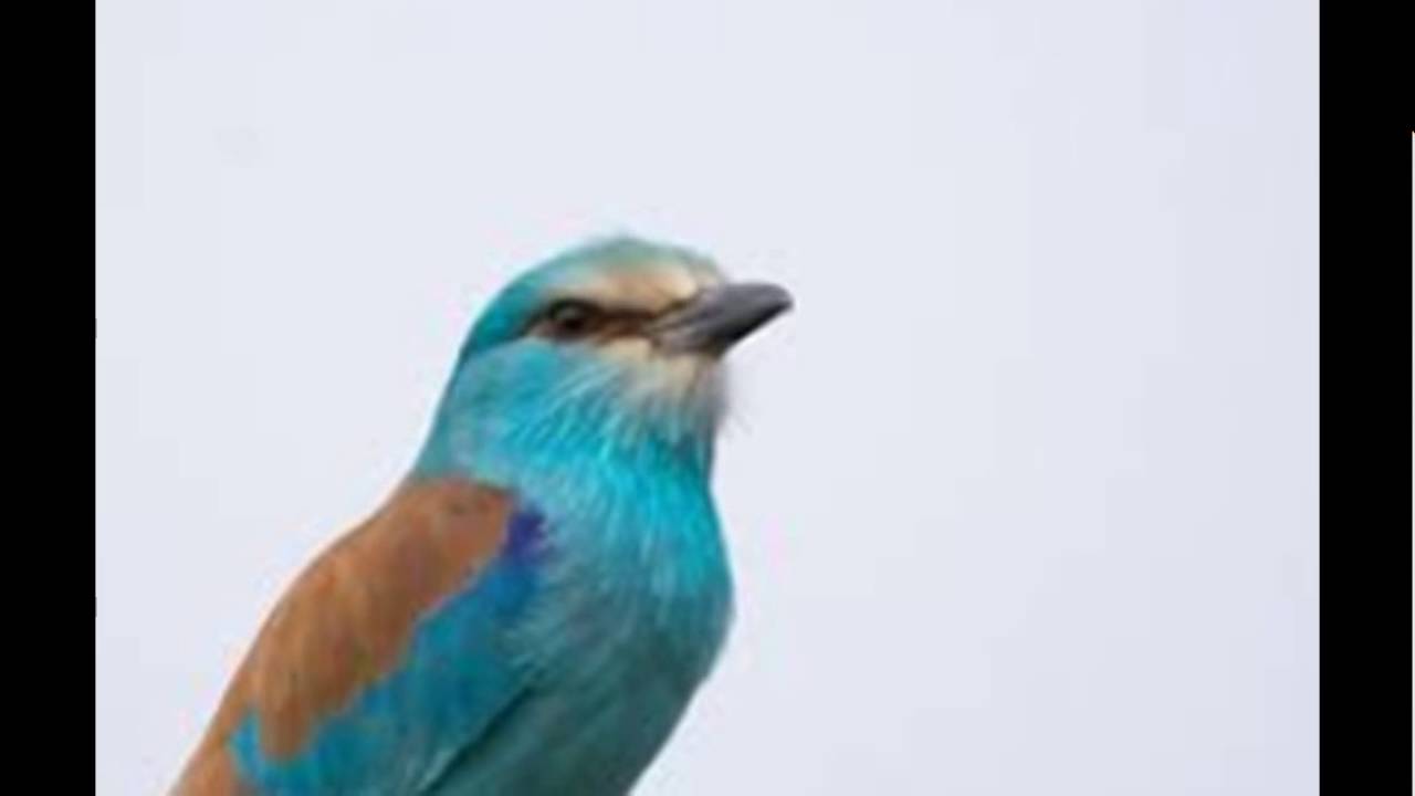 coracias abyssinicus