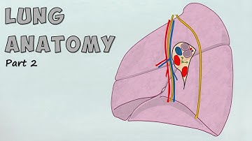 Lung Hilum Anatomy Made Easy | Mediastinal Relations & Lung Root (Lung Series Part 2)