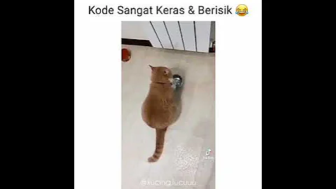 Video 9430531: exotic pets, funny pets animals dog, pet cute dog funny, cutest pets, best funny cat