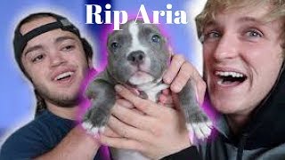 Rip Aria Evans dog