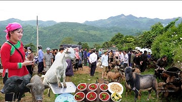 DÊ NÚI - LỢN BẢN - Chợ CỐC LY bắc hà lào cai