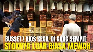 BUSSET ! LUAR BIASA MEWAH STOK BURUNG GACORAN DI KIOS KECIL YG DI GANG SEMPIT INI ! BIKIN NGILER