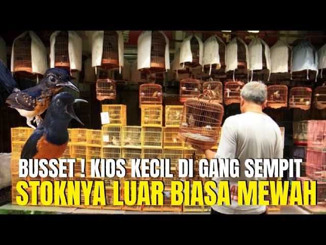 BUSSET ! LUAR BIASA MEWAH STOK BURUNG GACORAN DI KIOS KECIL YG DI GANG SEMPIT INI ! BIKIN NGILER class=