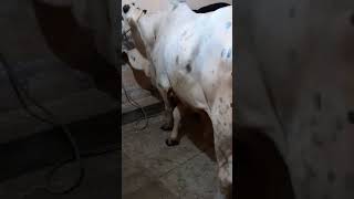 Big Bull Enter The Room With Owner