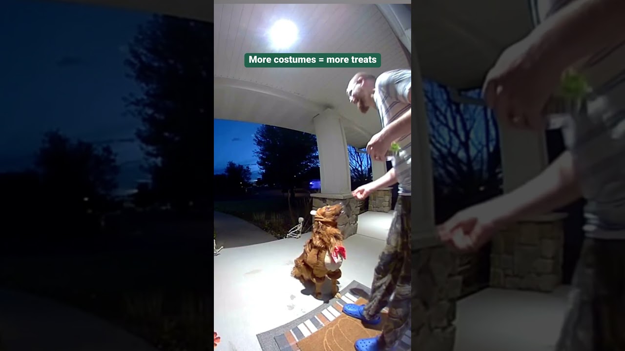 Умный пёс отправляется на выпрашивание сладостей в нескольких костюмах ради дополнительных сладос...