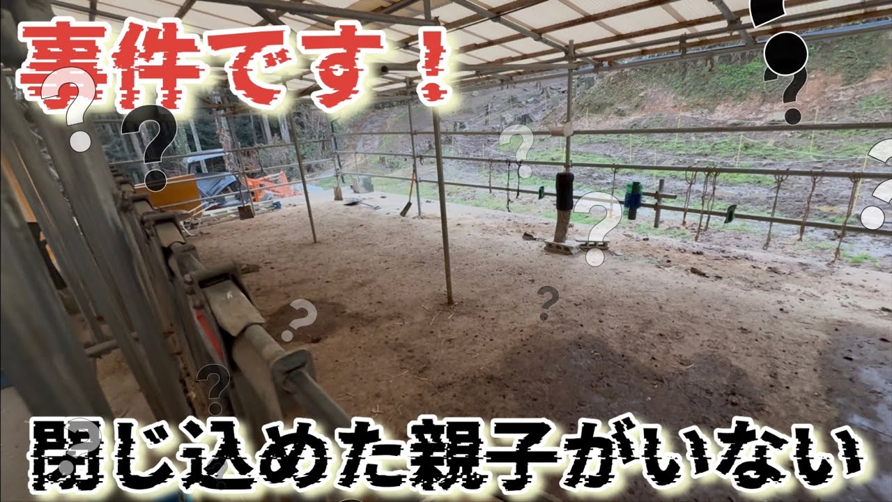 【確信犯】産まれたばかりの親子が脱走！自由すぎる赤ちゃん牛を全力で連れ戻せ。