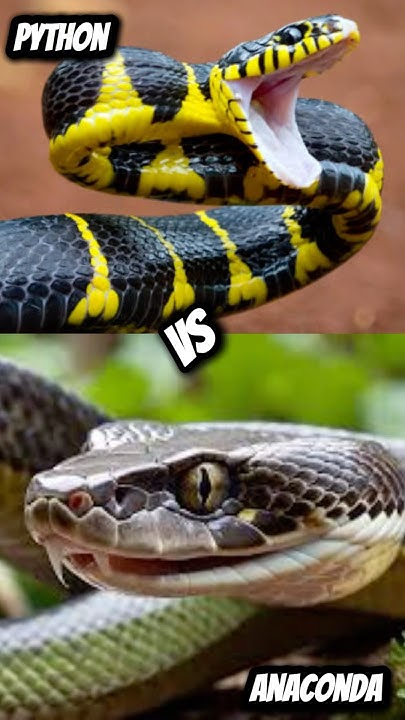 Anaconda vs Python | What’s the Real Difference? #animals - YouTube