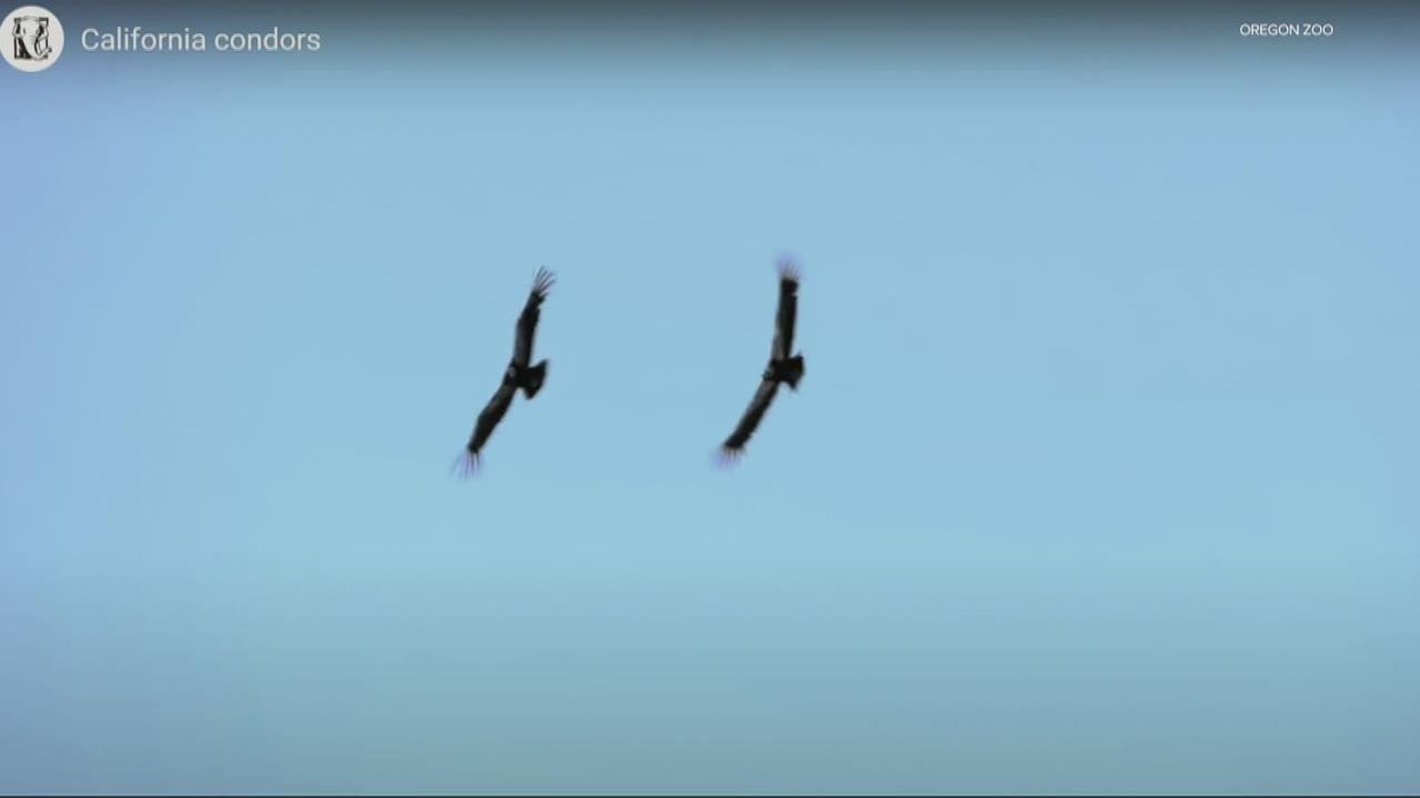 Protecting birds from wind turbines