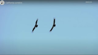 Protecting birds from wind turbines