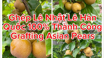 Ghép Lê Nhật Lê Hàn Quốc Vào Gốc Lê Mỹ Khủng Thành Công 100%. How to Graft Asian Pears. 🍐