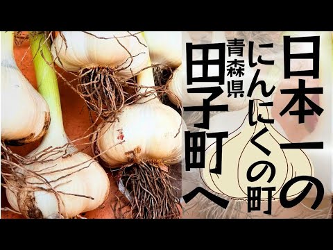 にんにく掘り体験をしににんにく日本一田子町に行ったらデューク東郷に出会った!