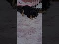 めろん日記