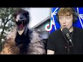 The Most Insane Animals On TikTok