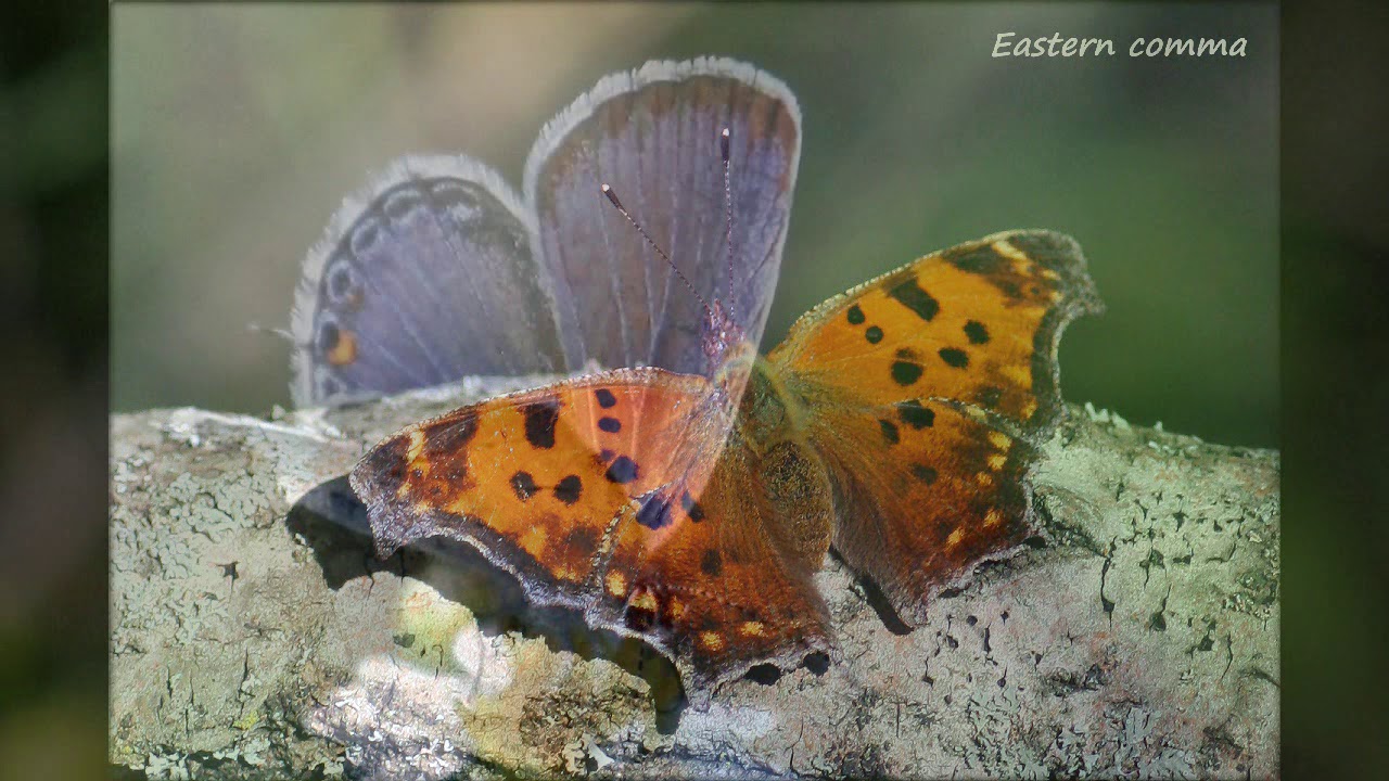 Butterflies of Ontario 2018 Part one YouTube