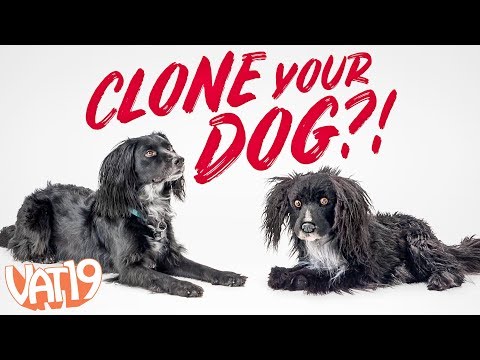 Clone Your Pet as a Stuffed Toy!