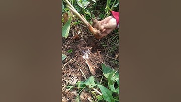 đi đào củ ngải xanh cho khách.ai cần giống hoặc làm thuốc liên hệ 0358804808