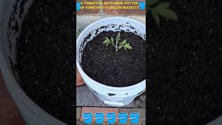 DAY 34 TOUR GARDEN FLOWERS PLANTS GROWING TOMATOES CUCUMBERS PEPPERS Potting up in 5 gallon buckets