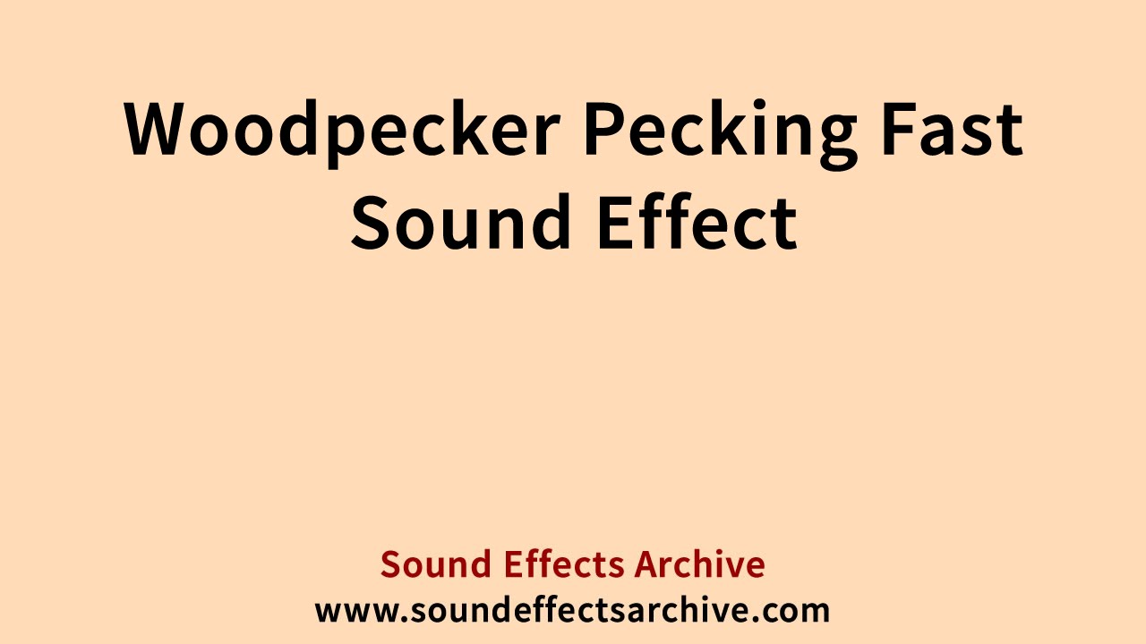 Woodpecker Pecking Fast Sound Effect Royalty Free YouTube