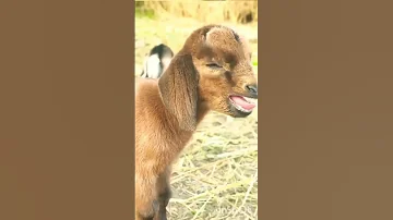 Goat Sound صوت الماعز 