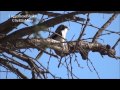 Loggerhead Shrike:  video of one singing 