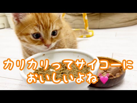 【Cat asmr】子猫の食べっぷりに癒される💓【Cat eating sounds】