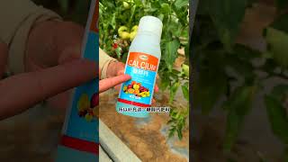 Timely calcium supplementation for tomatoes results in fewer rotten fruits