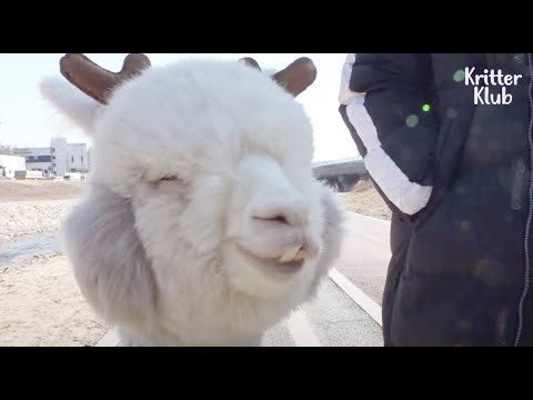 Video: Alpacas Là Ai