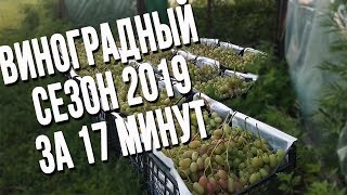 Виноград от распускания почек до сбора урожая за 17 минут. Всё в одном видео