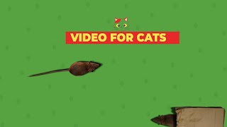 CAT GAMES - Catching Mice! Entertainment Video for Cats & Dogs to Watch | CAT & DOG TV by Best Cat Games & Videos 5,044 views 3 months ago 3 hours, 4 minutes