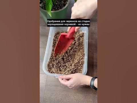Грунт для черенков #ароидные #aroid #грунт - YouTube