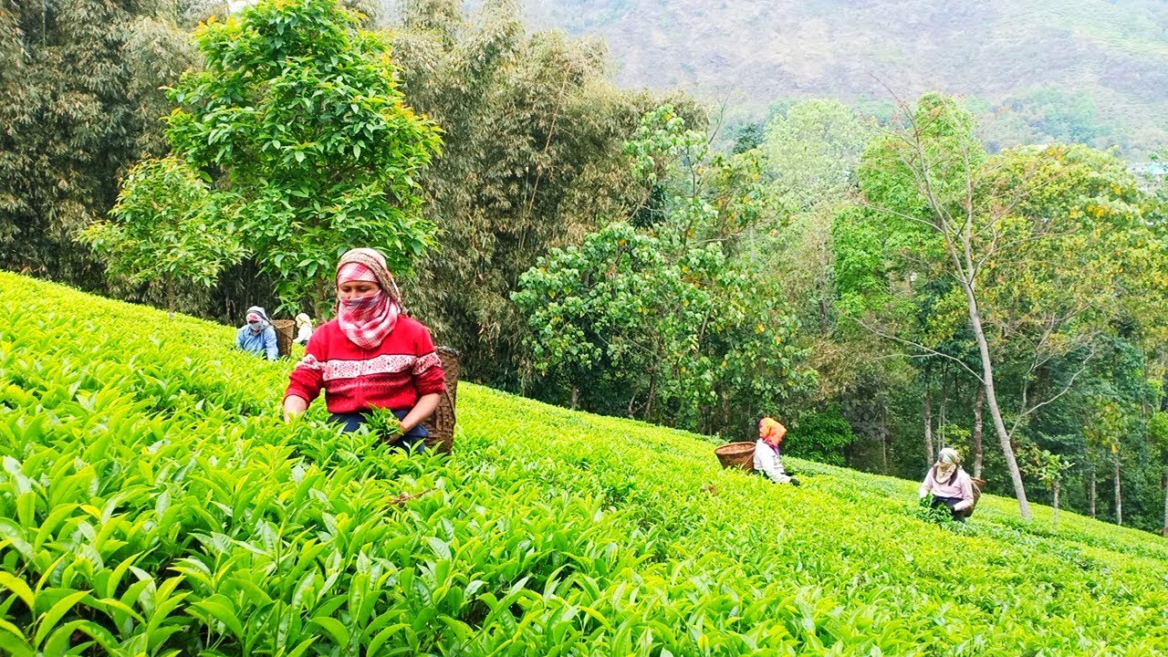 MIN WAGES ACT IN TEA GARDENS VERY SOON, HILL UNIONS CLAIM YouTube