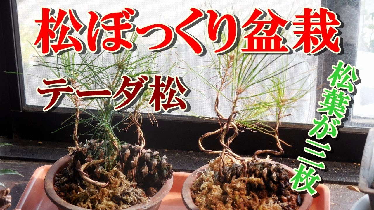 松ぼっくり黒松ミニ盆栽 春を待たずに今からでも間に合う 松ぼっくり盆栽 作り方 How To Make Pine Cone Bonsai Youtube