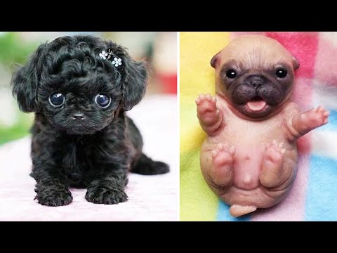 Video: Verwen Je Honddag: Bekijk Deze 20 Geweldig Verwende Puppy's Die Vieren &#91;FOTO'S&#93;