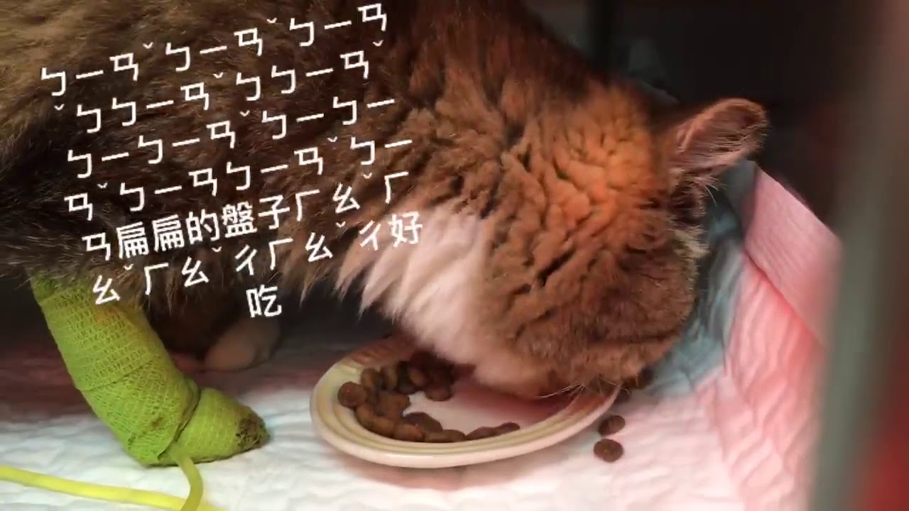 寵物｜貓貧血輸血第5天拔除點滴干擾素血容比上升17 u2013 Ying Yu生活雜記