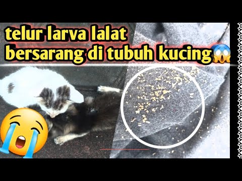 Video: Infestasi Botfly: Cara Menangani Warbles Pada Kucing