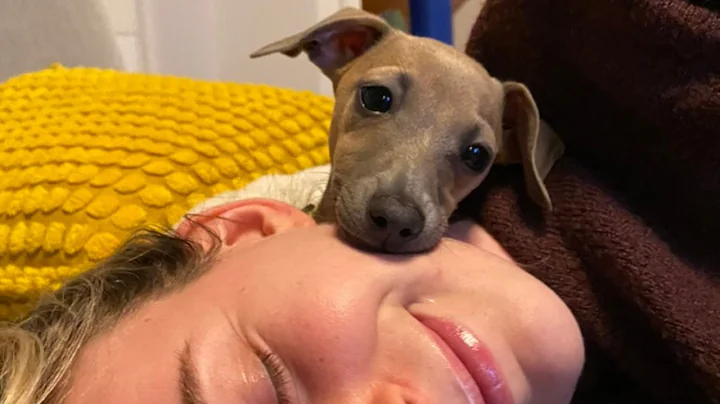 Owning an Italian greyhound.