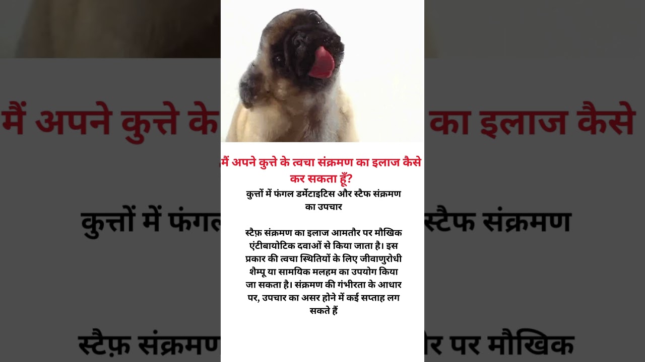 मैं अपने कुत्ते के त्वचा संक्रमण का इलाज कैसे कर सकता हूँ? 