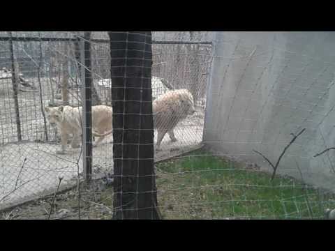 აგრესიული ლომი ზოოპარკში