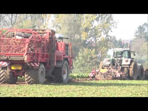 Voederbieten van veld naar koe (26 en 29 oktober 2016)