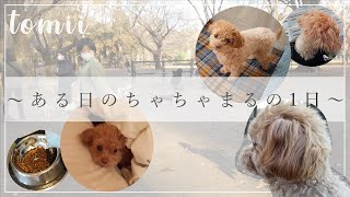【休日vlog】ある日のちゃちゃまるの1日🐶【ドッグラン】【ペット】
