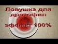 Дрозофилы - плодовые мушки, как бороться с ними? Эффективная ловушка.