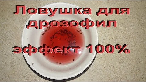 Дрозофилы - плодовые мушки, как бороться с ними? Эффективная ловушка.