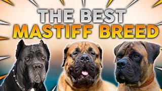 The BEST MASTIFF Dog Breed For First Time Owners!
