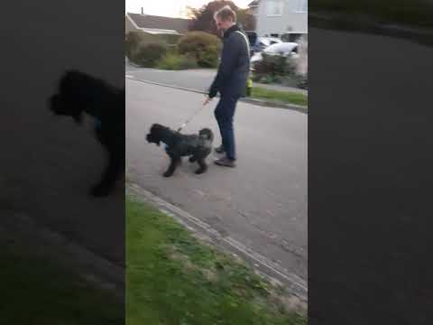 Video: Kerry Blue Terrier Köpək Hipoallergenik, Sağlamlıq Və Ömür