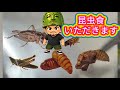 【昆虫食】虫をいただきます