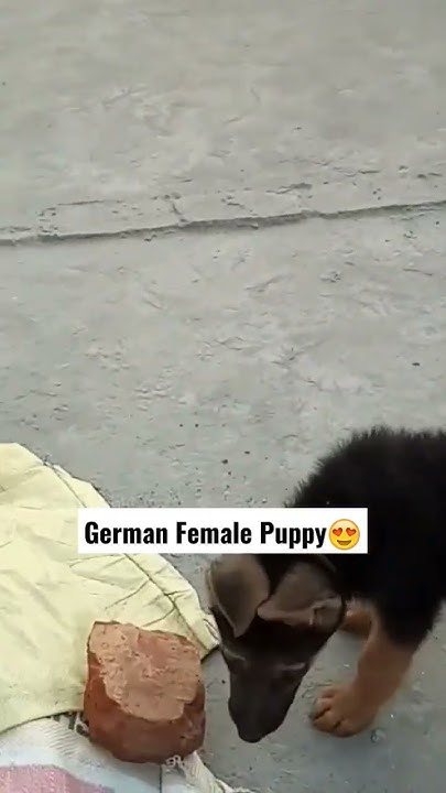 short-haired-german-shepherd-info-pictures-faqs-more-41-off