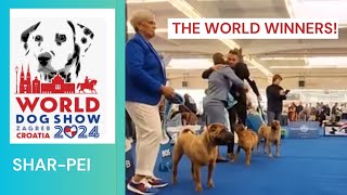 The Chinese Shar-Pei World Winner 2024 and Best Of Breed