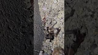visiting a tarantula. #tarantula #tarantulas #spider #spiders #arizona #tucson