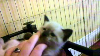 Siamese mix kittens at 5 weeks old